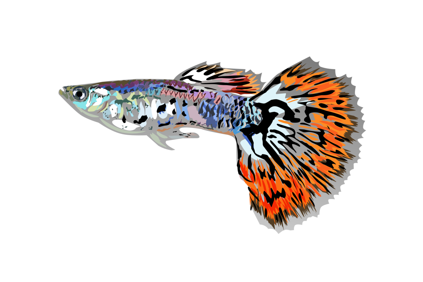 schöne Guppy-Fischillustration png