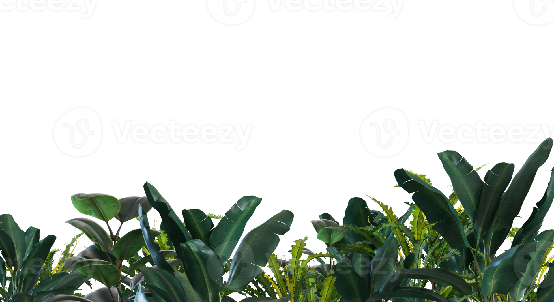 Tropical plants on transparent background. Botanical foreground. Lower
