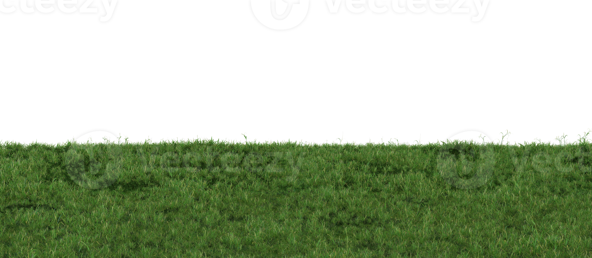 Grass on transparent background. Meadow, lawn as foreground. Lower frame, border. Cut out graphic design element. 3D rendering. png