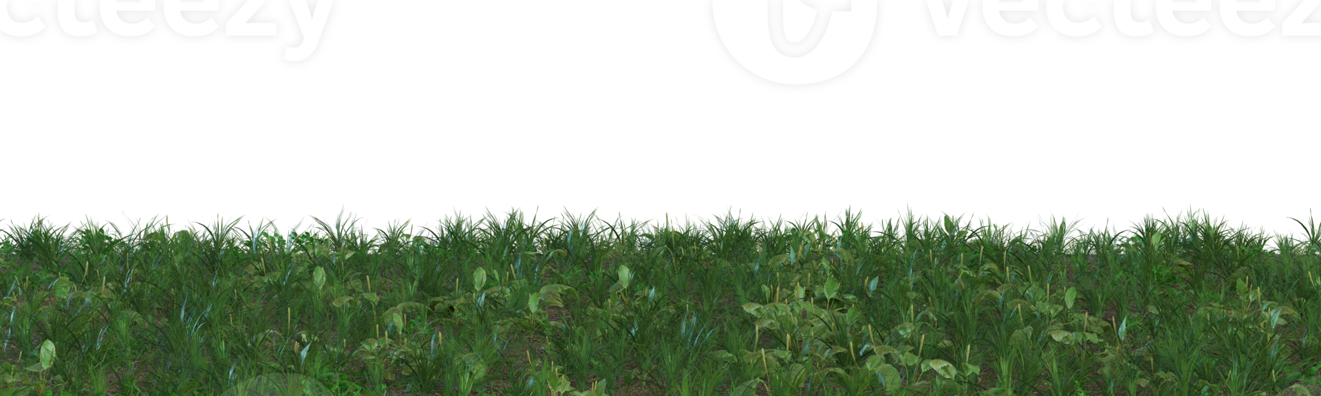 Grass on transparent background. Meadow, lawn as foreground. Lower frame, border. Cut out graphic design element. 3D rendering. png