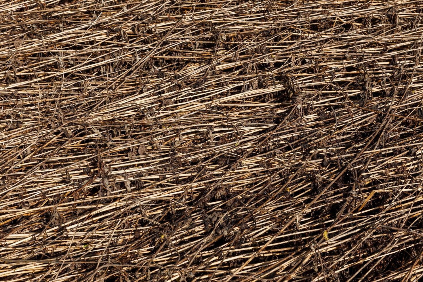 Dry grass background photo