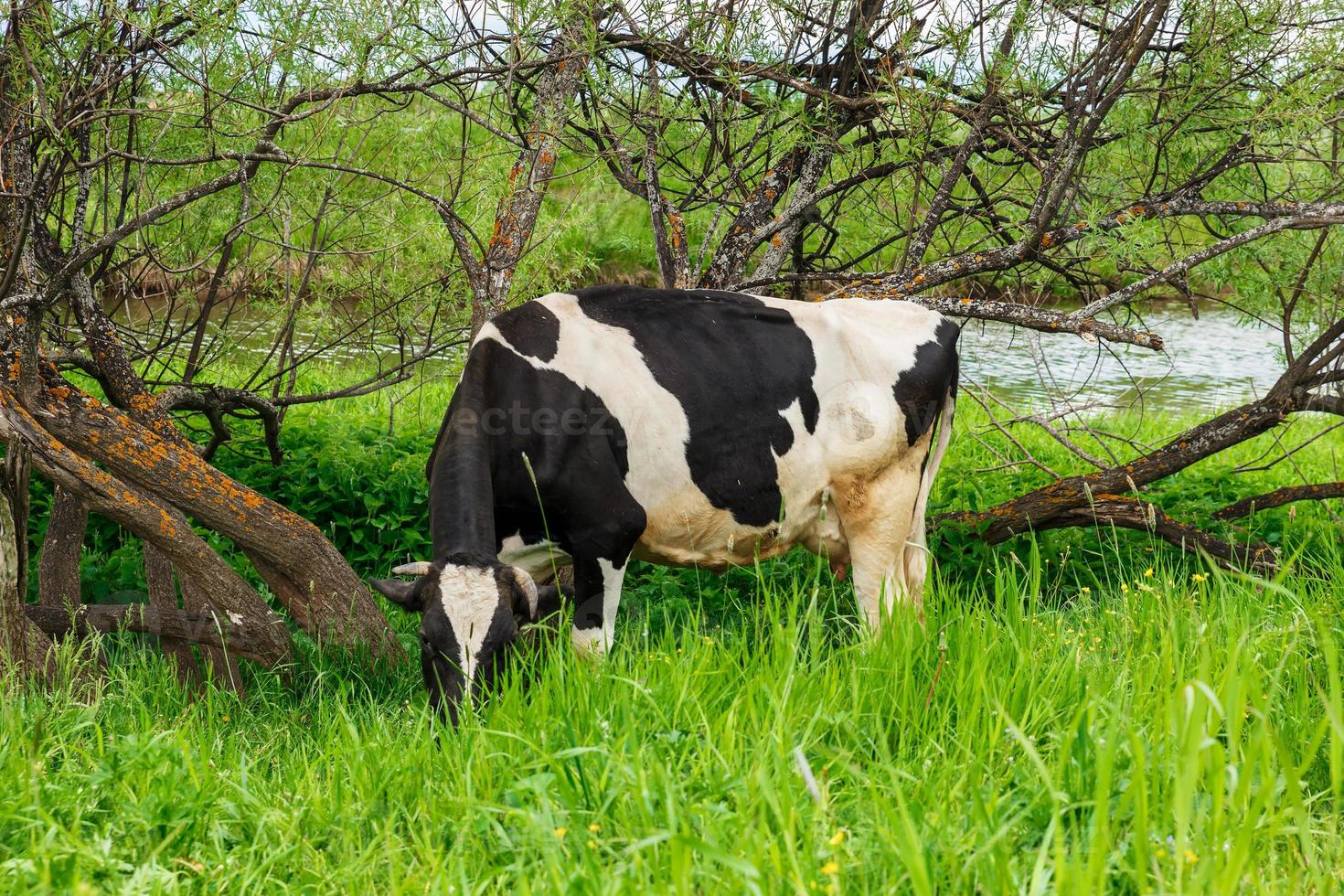 una vaca blanca y negra come hierba en un pasto cerca de un río. alimentación del ganado en pastizales de tierras de cultivo foto