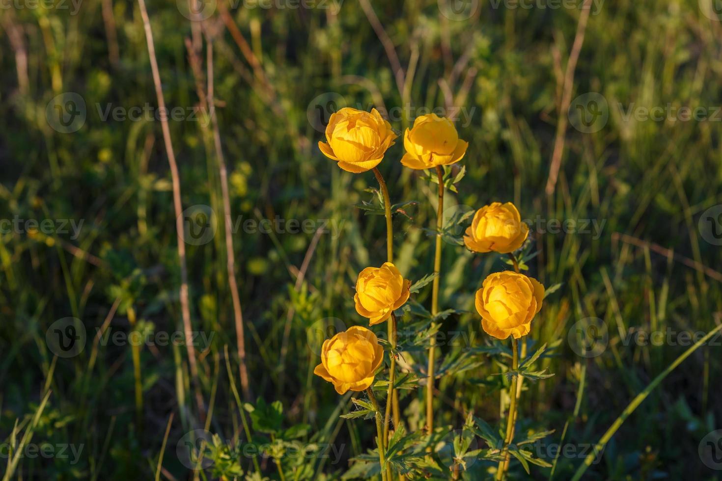 Yellow Trollius europaeus. The common name of some species is globeflower or globe flower. Wild plant photo