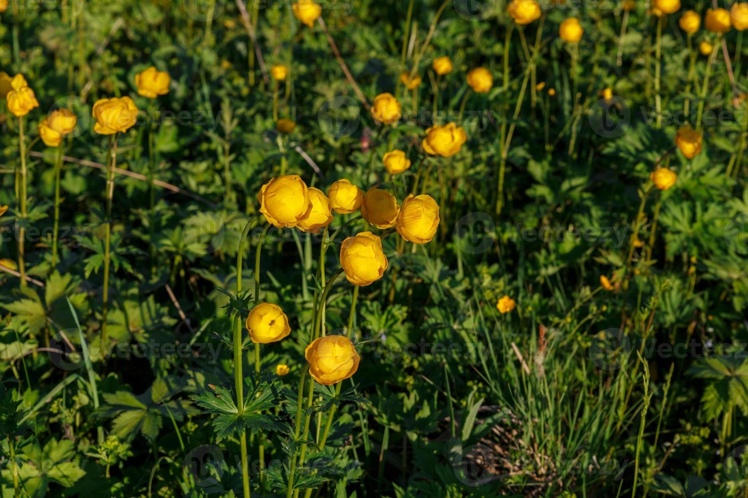 trollius europaeus amarillo. el nombre común de algunas especies es flor de globo o flor de globo foto