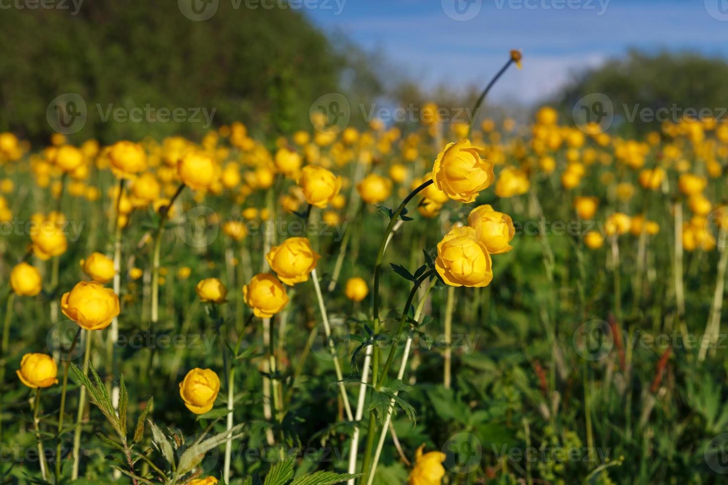 trollius europaeus amarillo. el nombre común de algunas especies es flor de globo o flor de globo foto