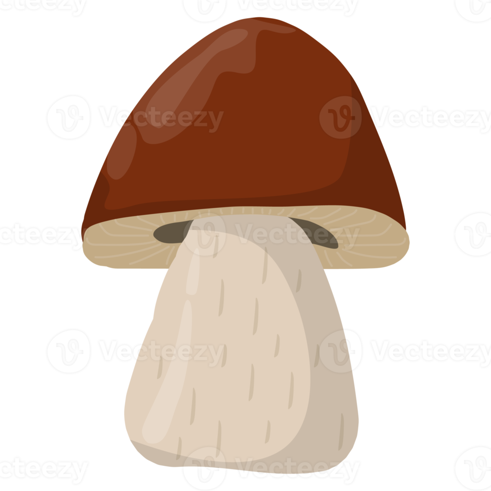 Porcini mushroom in realistic style. Edible Organic mushrooms. Truffle brown cap. Forest wild mushrooms types. Colorful PNG illustration.