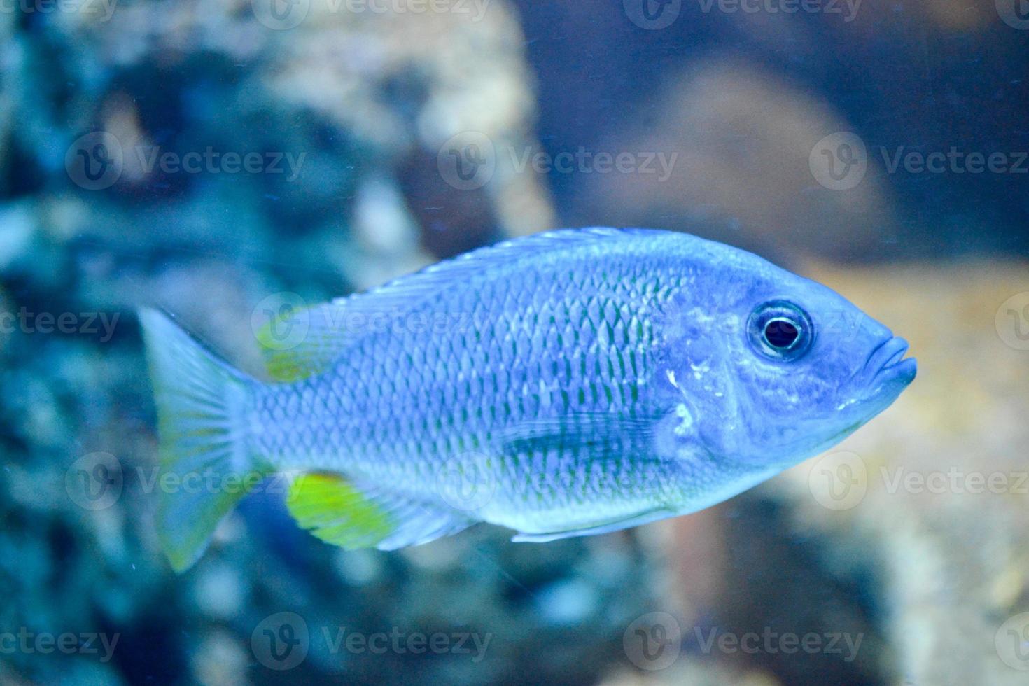 Blue Mouthbrooder Fish, Defocused Background 18830391 Stock Photo at