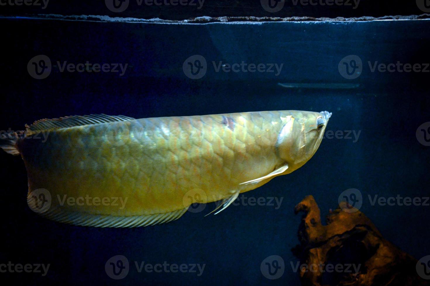 pez arowana nadando debajo de la superficie del agua foto