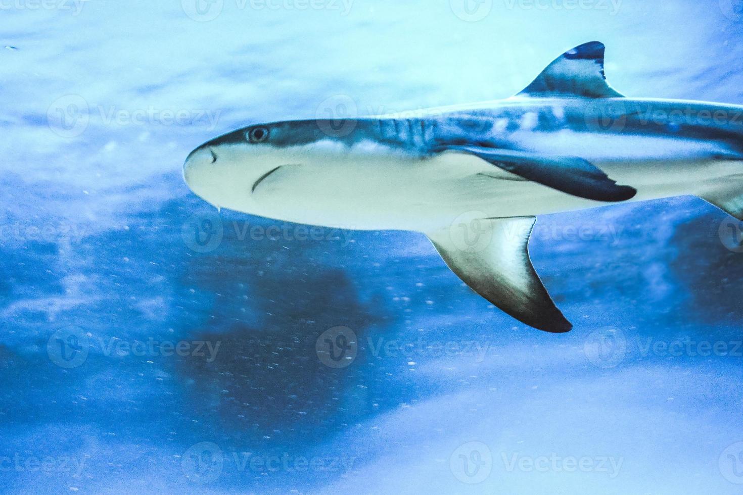Carcharhinus Melanopterus Shark Swimming underwater, Blue Background photo