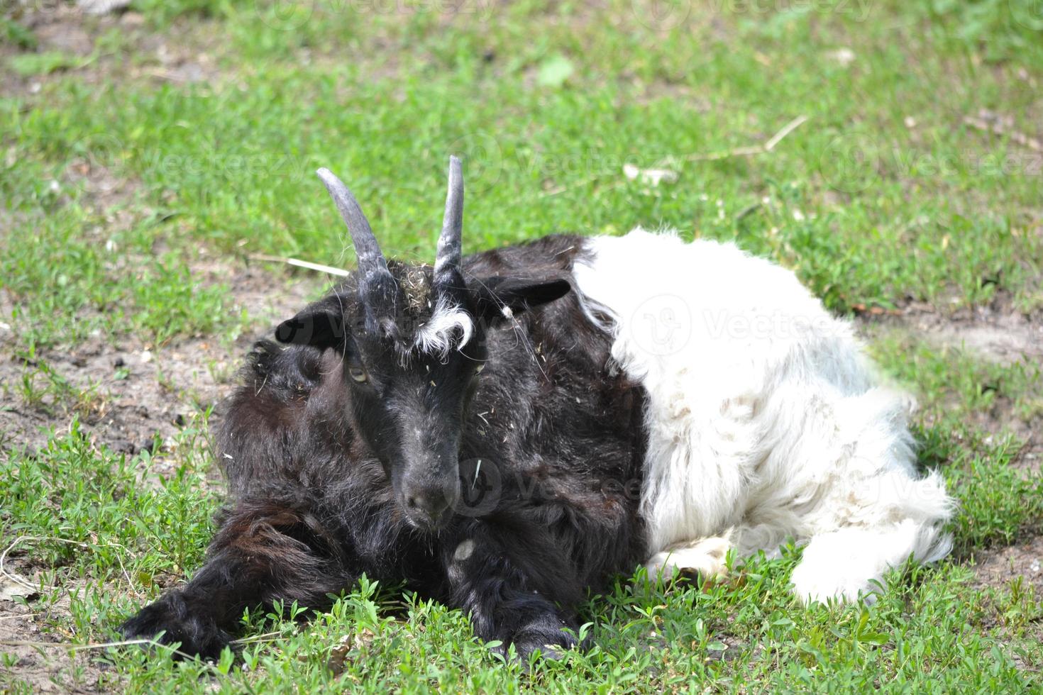 Black and White Goat Laying on a Ground photo