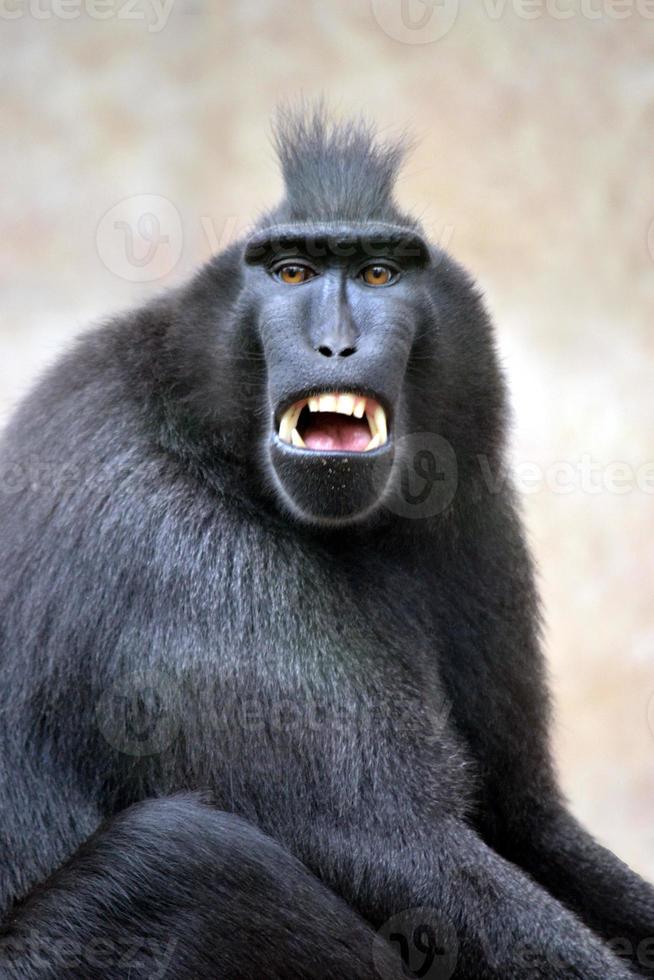 Black Macaque with Defocused Background photo