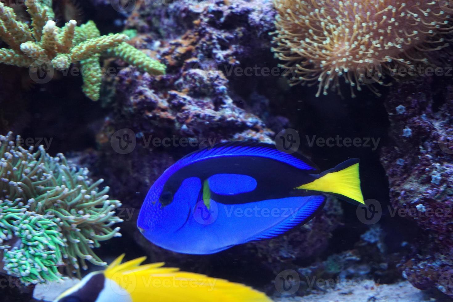 Hippo Tang and Foxface Rabbitfish Swimming in Aquarium photo