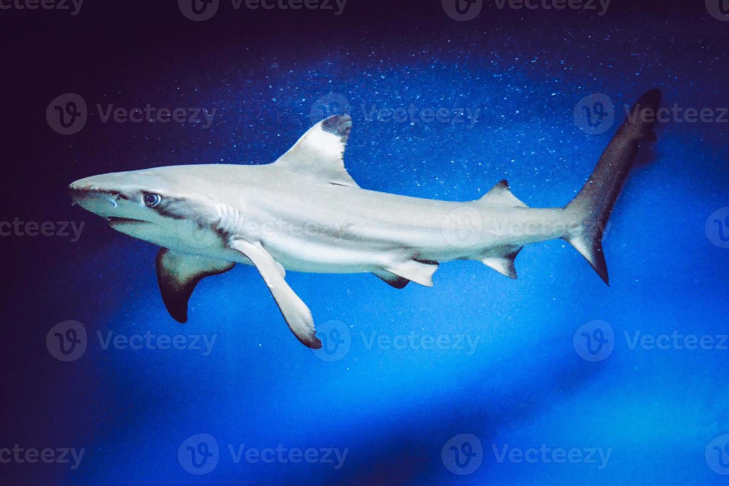 Carcharhinus Melanopterus Shark Swimming underwater, Blue Background photo