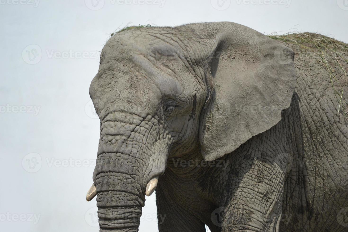 African Elephant - Close-up photo