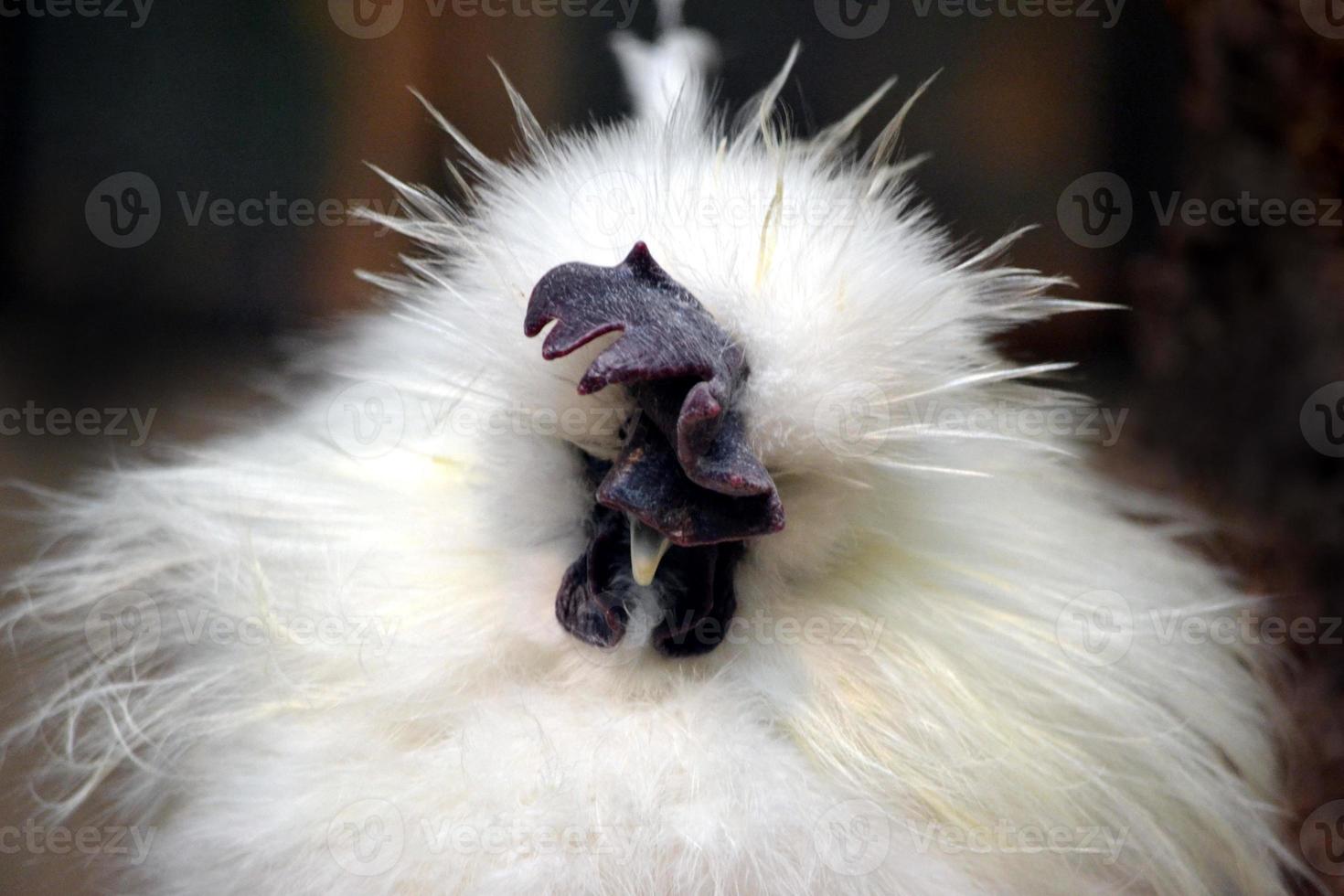 Exotic White Hen, Black Background photo