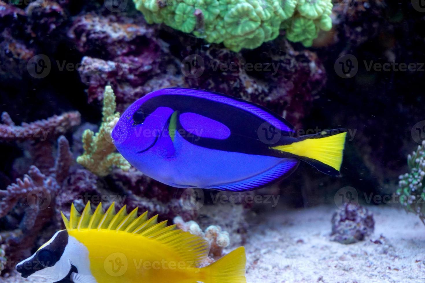 Hippo Tang and Foxface Rabbitfish Swimming in Aquarium photo