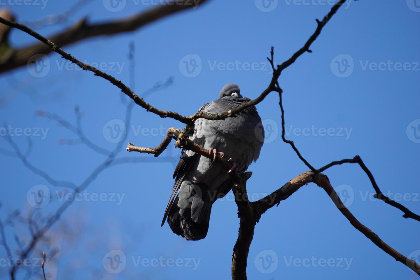 Pigeon Sitting on a Tree, Sky in Background photo