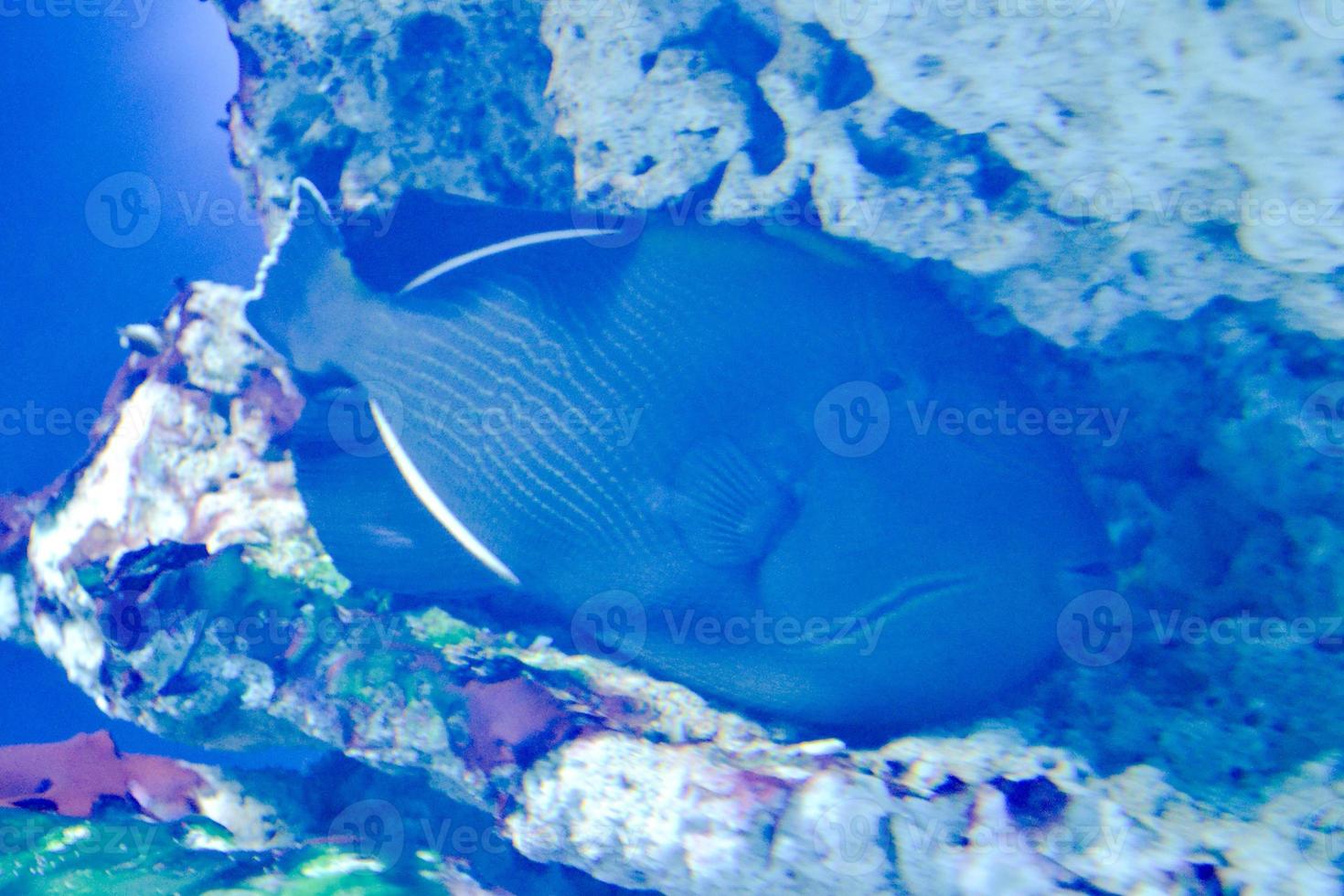 Dark Blue Marine Fish with White Stripes photo