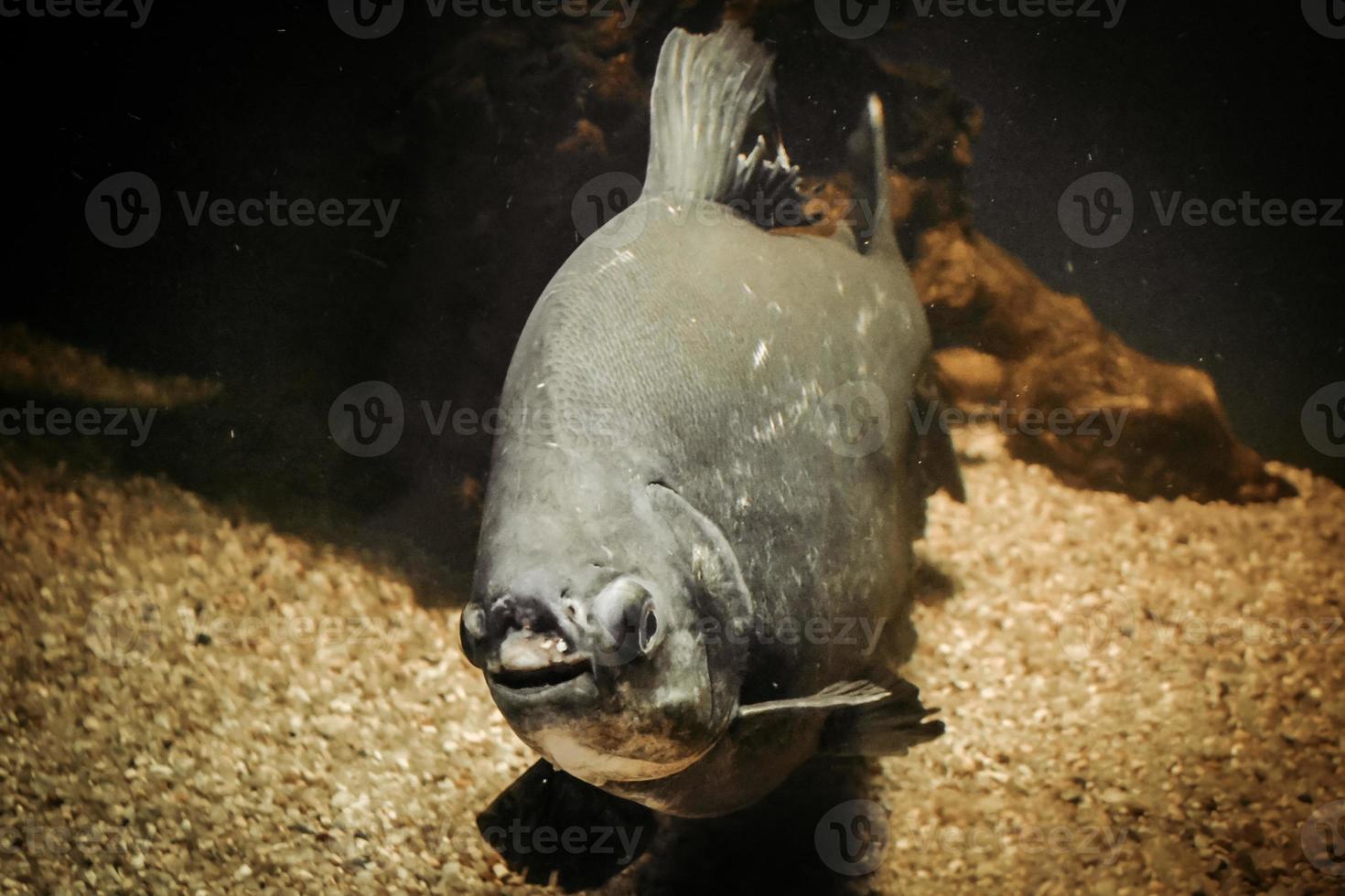 Grey Piranha - Serrasalmidae Fish Swimming photo