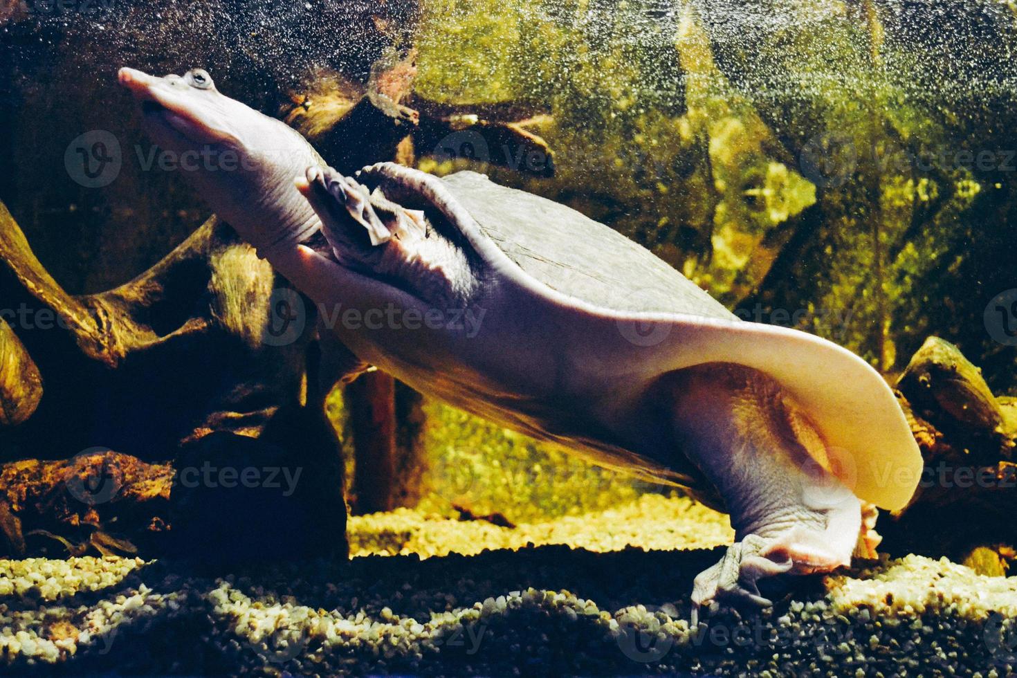 Turtle Swimming under Water photo