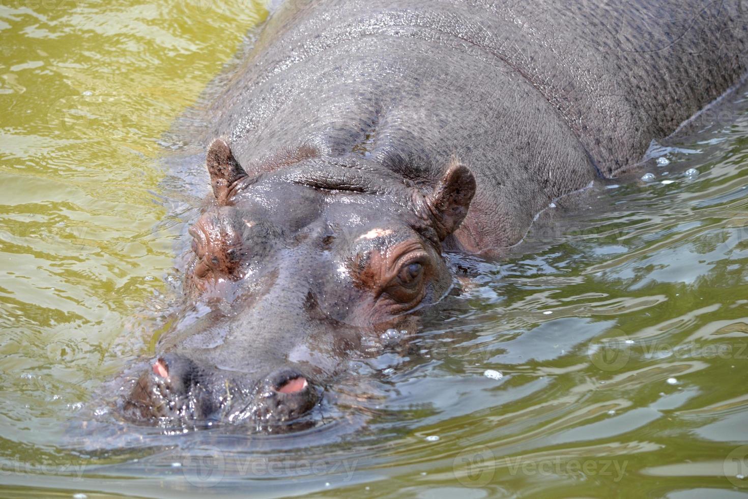 hipopótamo nadando en el agua foto