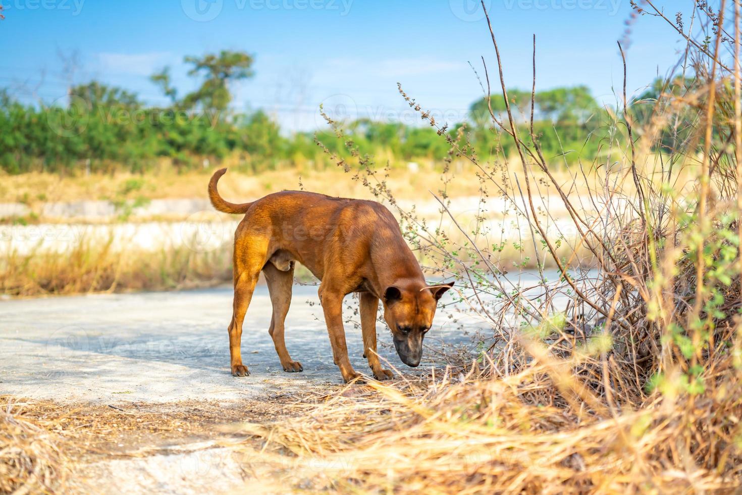Thai brown dog smells and observes ground before peeping and making up the territory this area. photo
