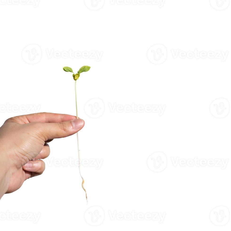 Sapling with root is hold on the man hand on white background., Clipping Paths. photo