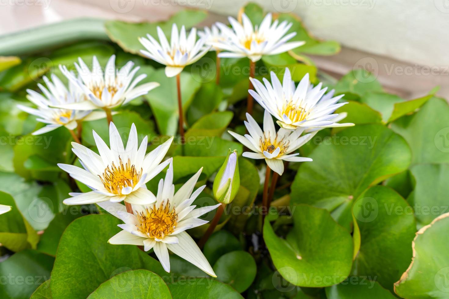 White Water Lotus in the water with gree leaf. photo