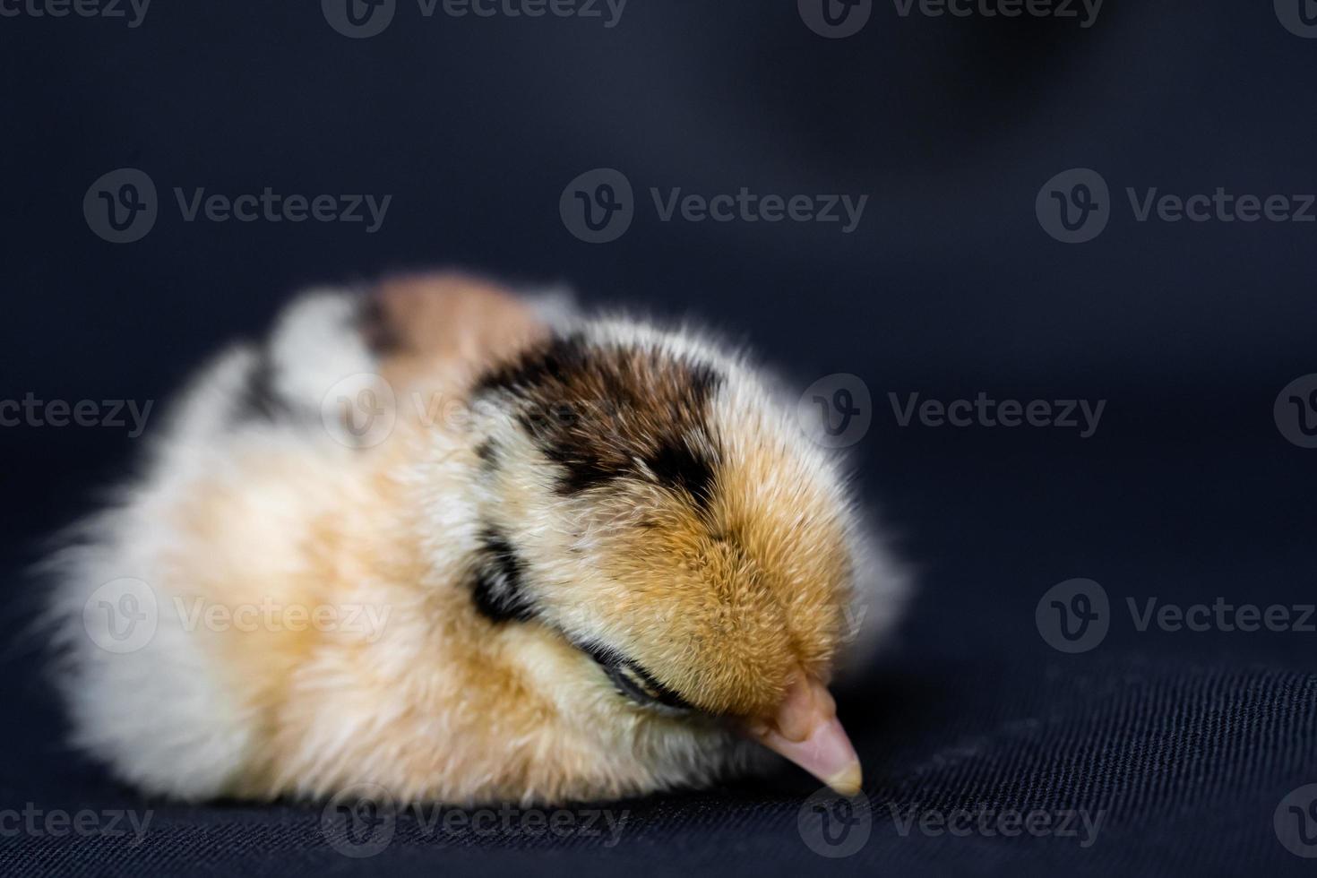 Baby Mini Cochin Chick on dark blue cloth background in studio light. photo