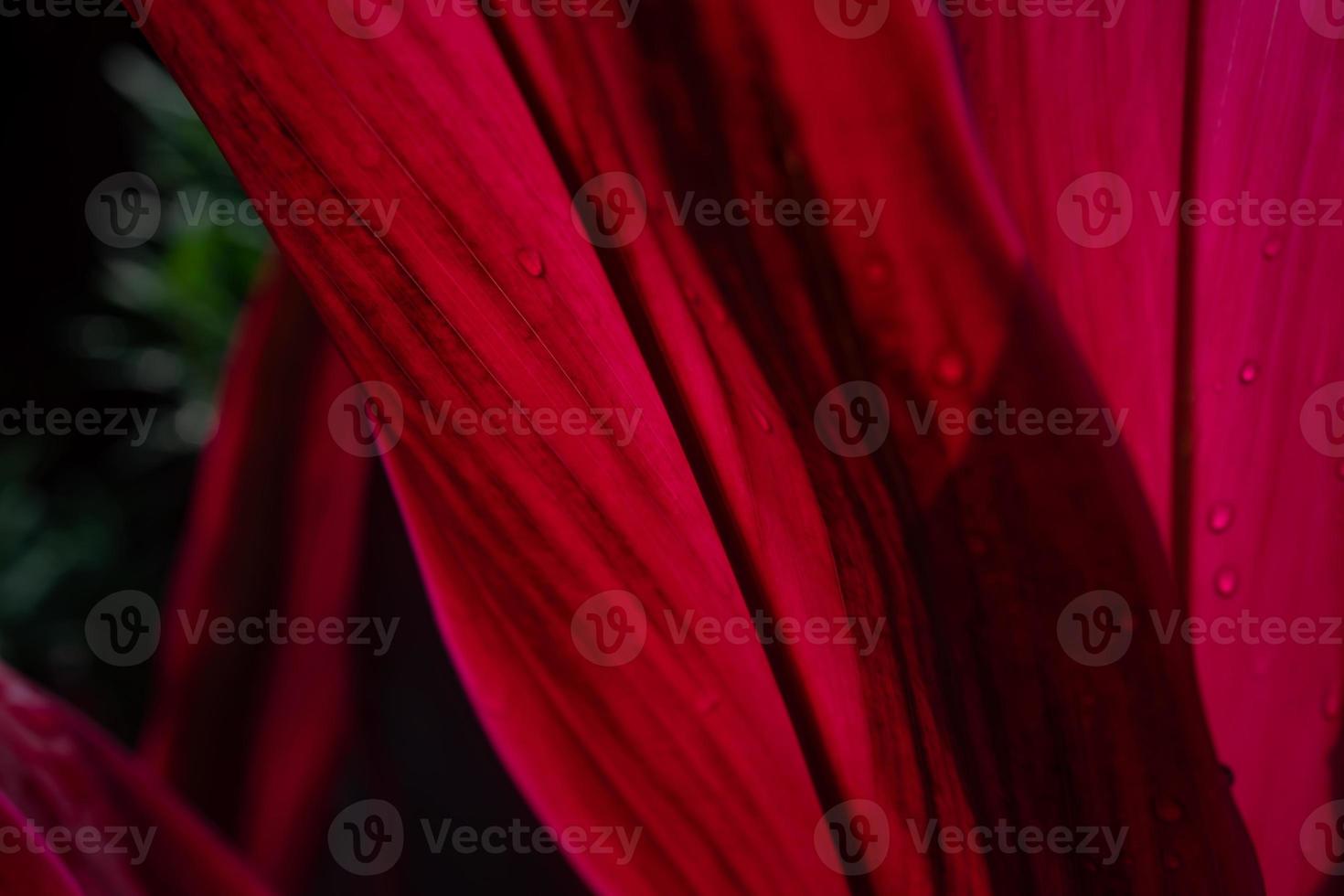 naturaleza abstracta, cerca de la sección de hojas rojas con la gota de agua en la superficie. foto