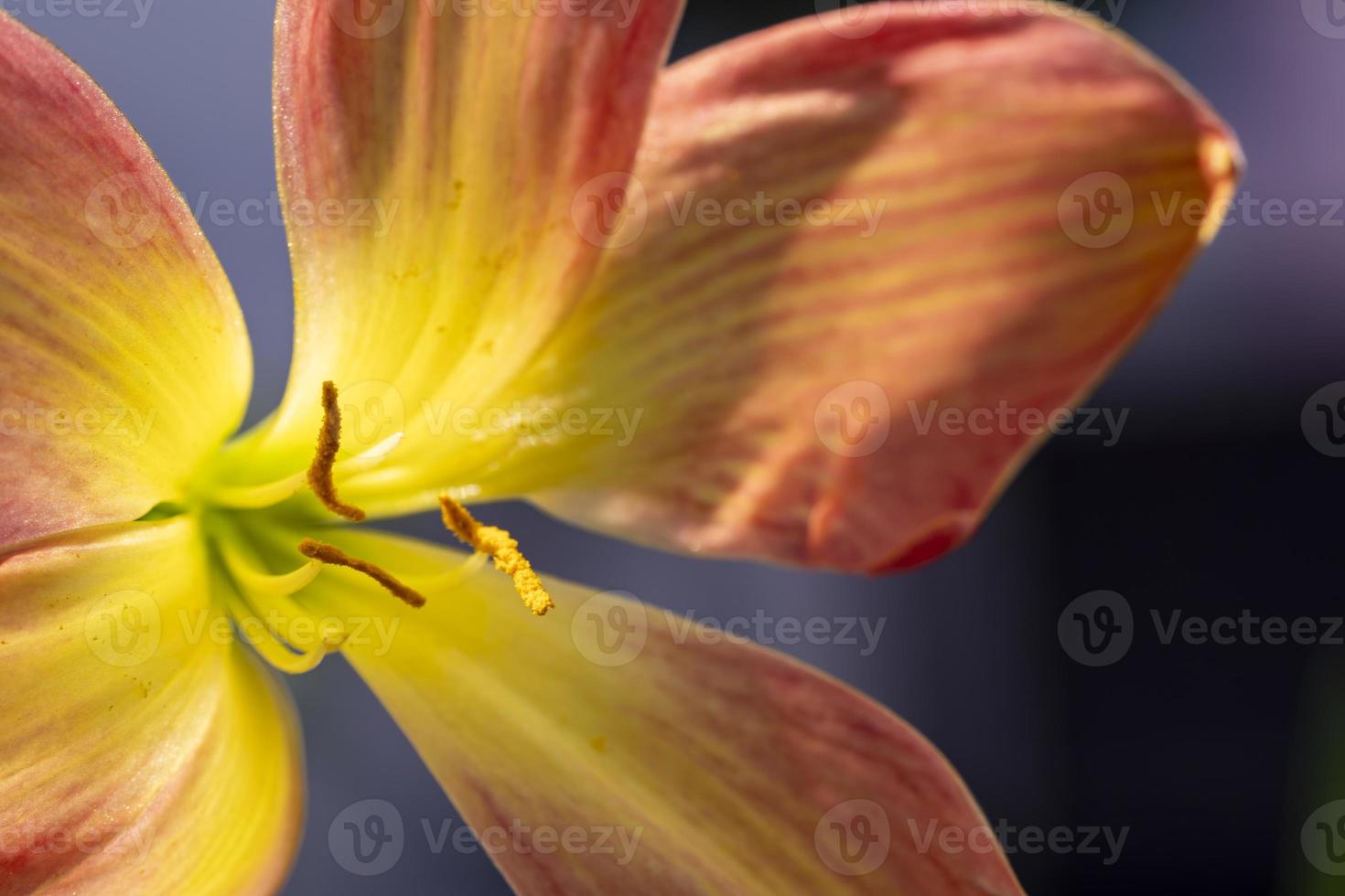 Focus on Pollen of Rain Lily yellow and orange color that is blooming under the morning light. photo