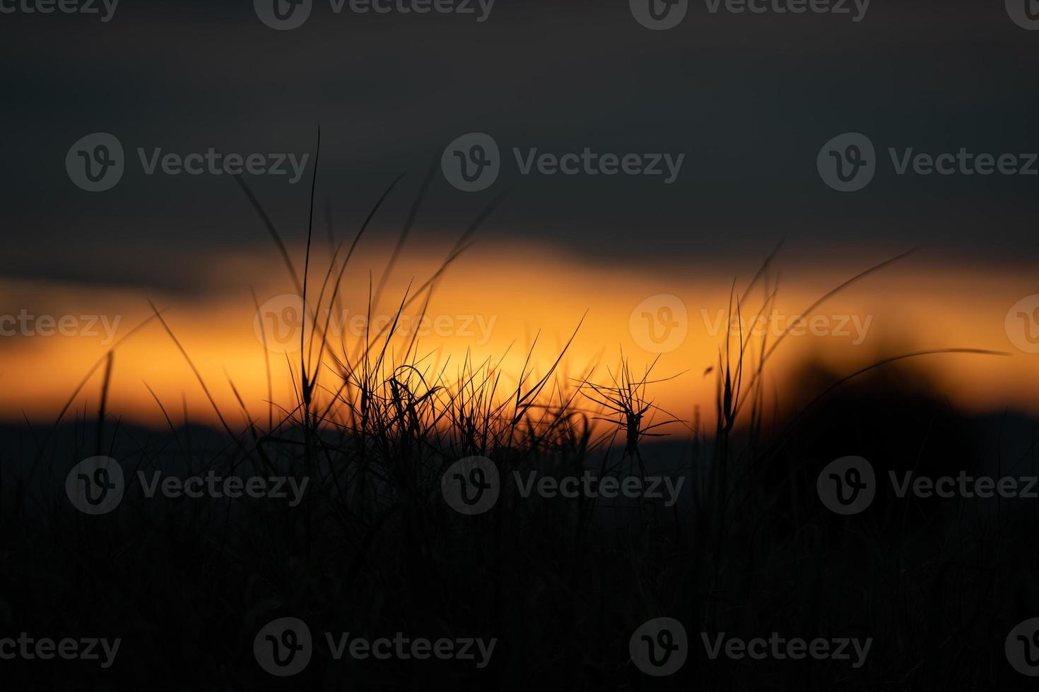 Silhouette grass flower in the orange sunset sky at the evening time for warm background. photo