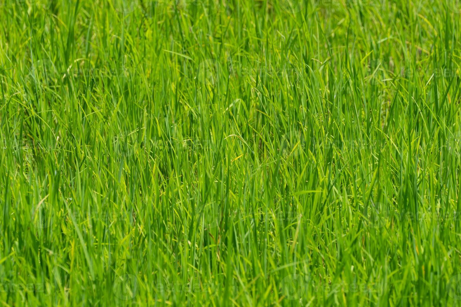 Close up to the beautiful Green paddy rice field from drone view for background. photo