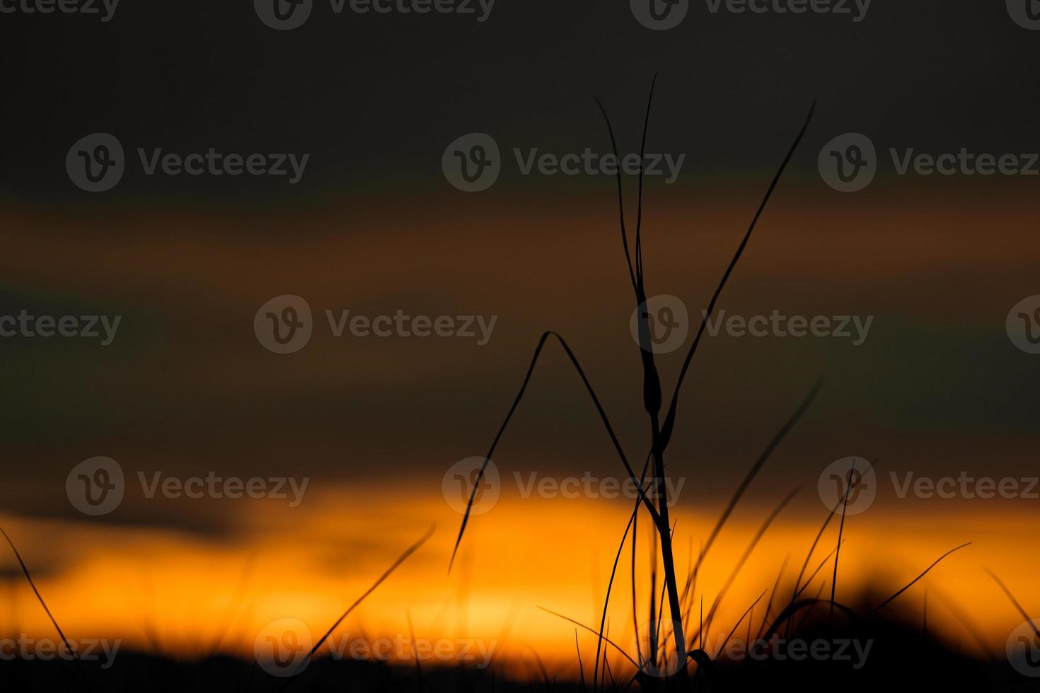 Silhouette grass flower in the orange sunset sky at the evening time for warm background. photo