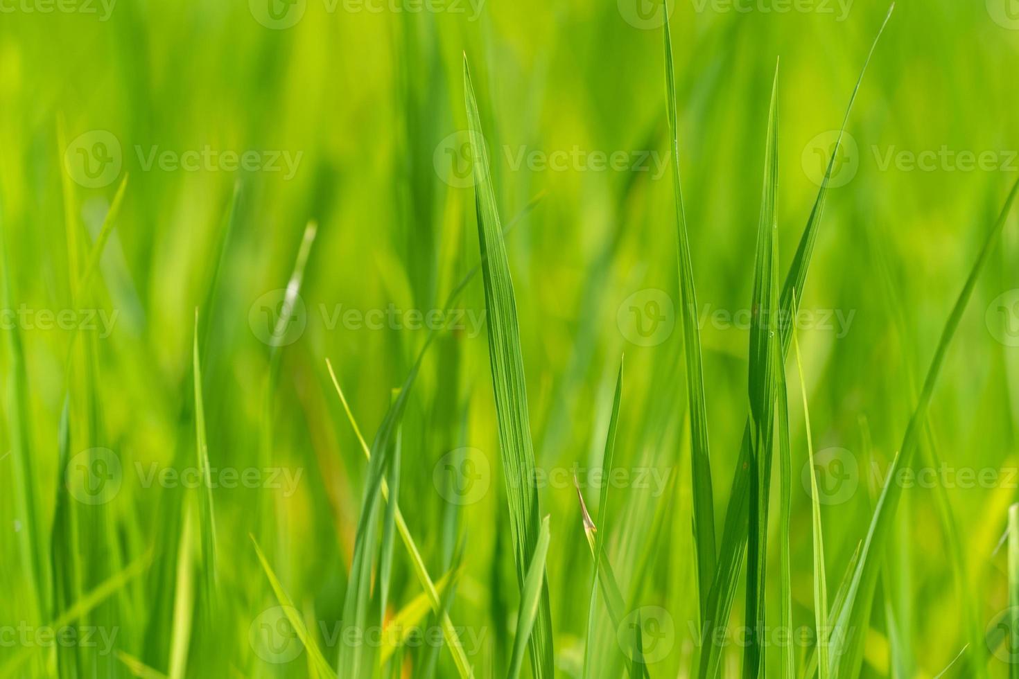 Close up to the beautiful Green paddy rice field from drone view for background. photo
