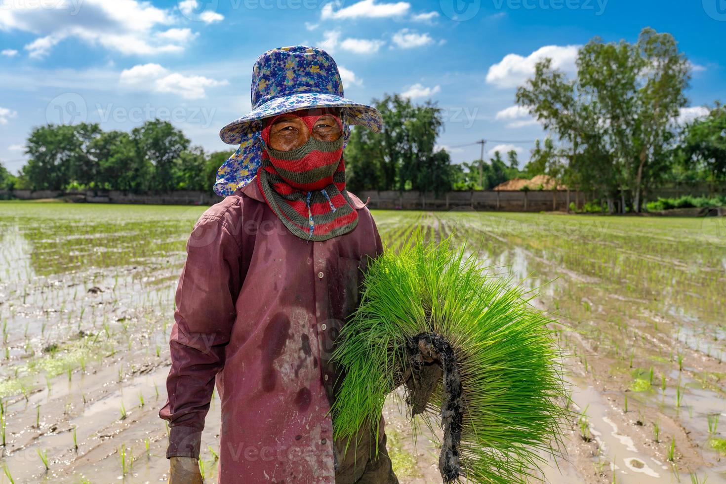 Asian farmer is transplant rice seedlings in paddy rice field with tired exhaustion. photo