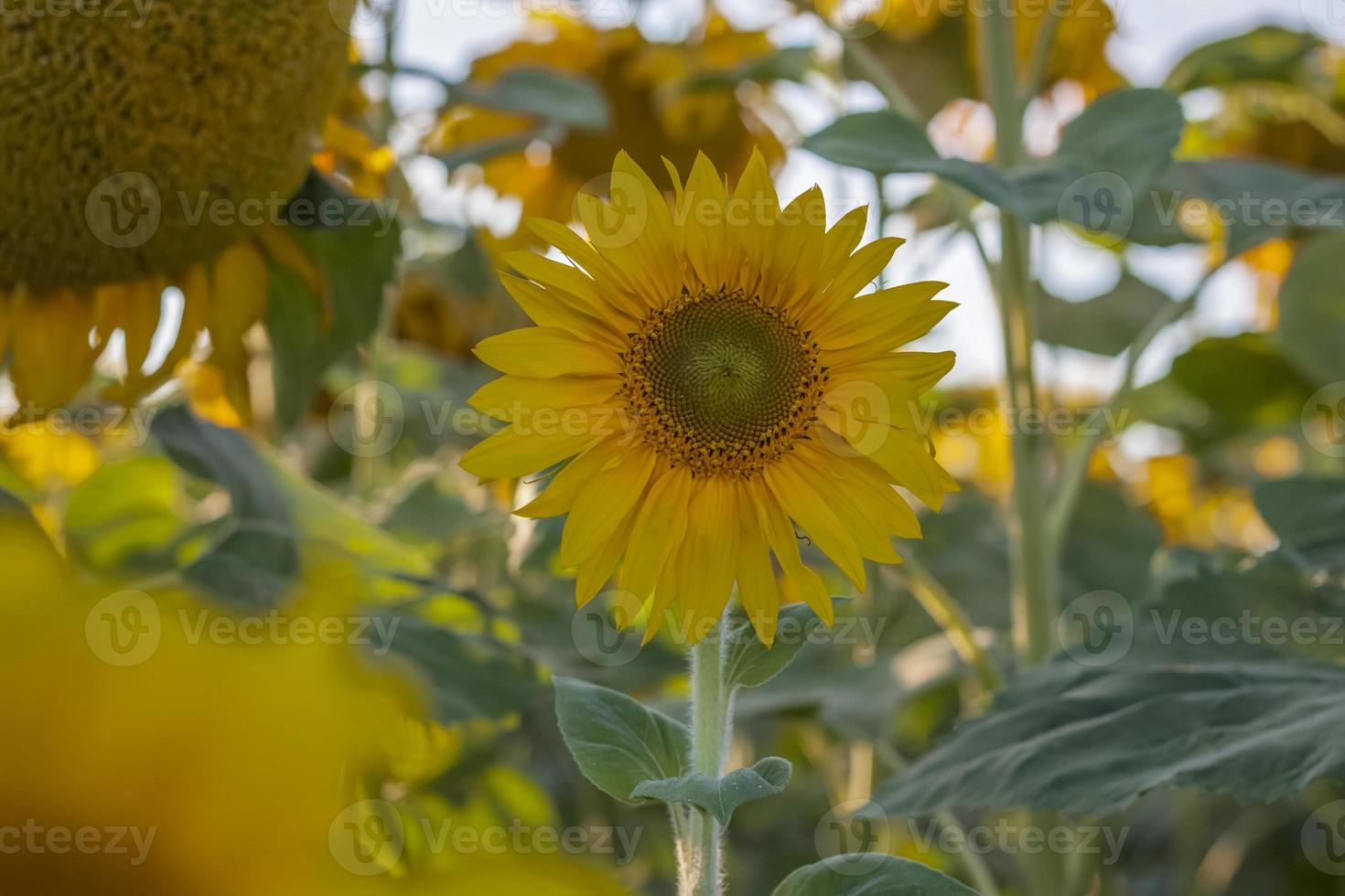 A beautiful sunflower on a natural background in the rays of the setting sun. Selective focus. photo
