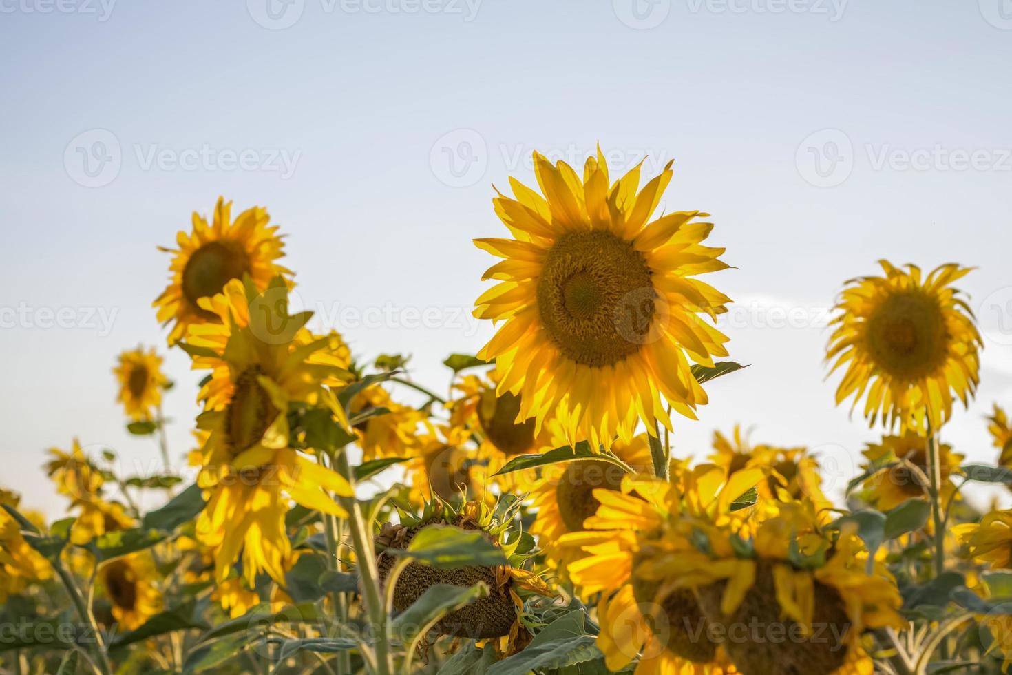 A beautiful sunflower on a natural background in the rays of the setting sun. Selective focus. photo