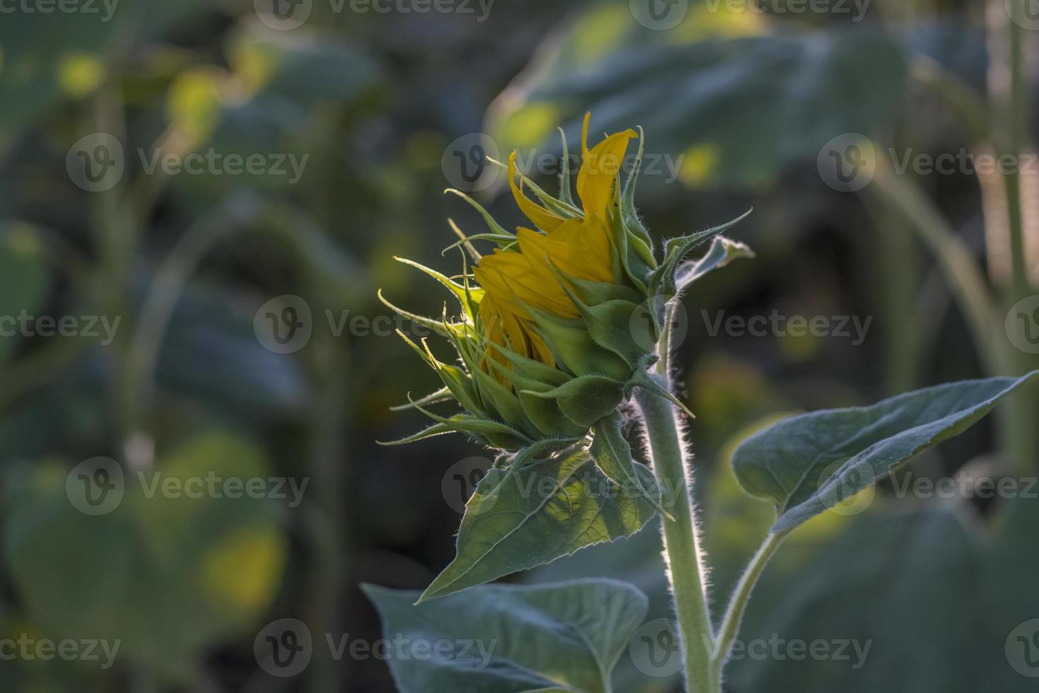 A beautiful sunflower on a natural background in the rays of the setting sun. Selective focus. photo