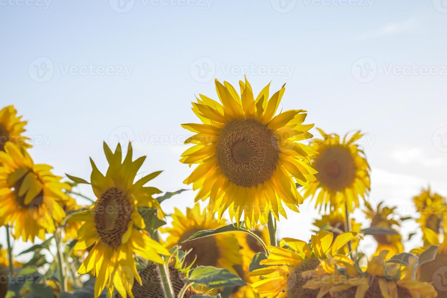 A beautiful sunflower on a natural background in the rays of the setting sun. Selective focus. photo