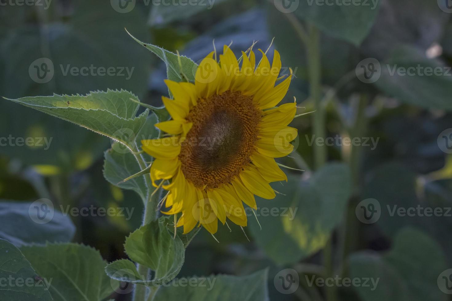 A beautiful sunflower on a natural background in the rays of the setting sun. Selective focus. photo