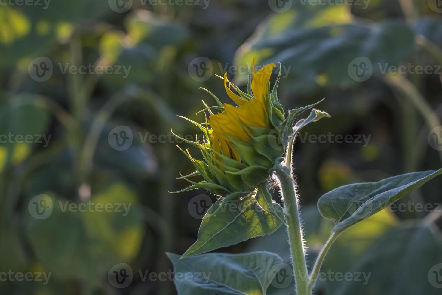 A beautiful sunflower on a natural background in the rays of the setting sun. Selective focus. photo