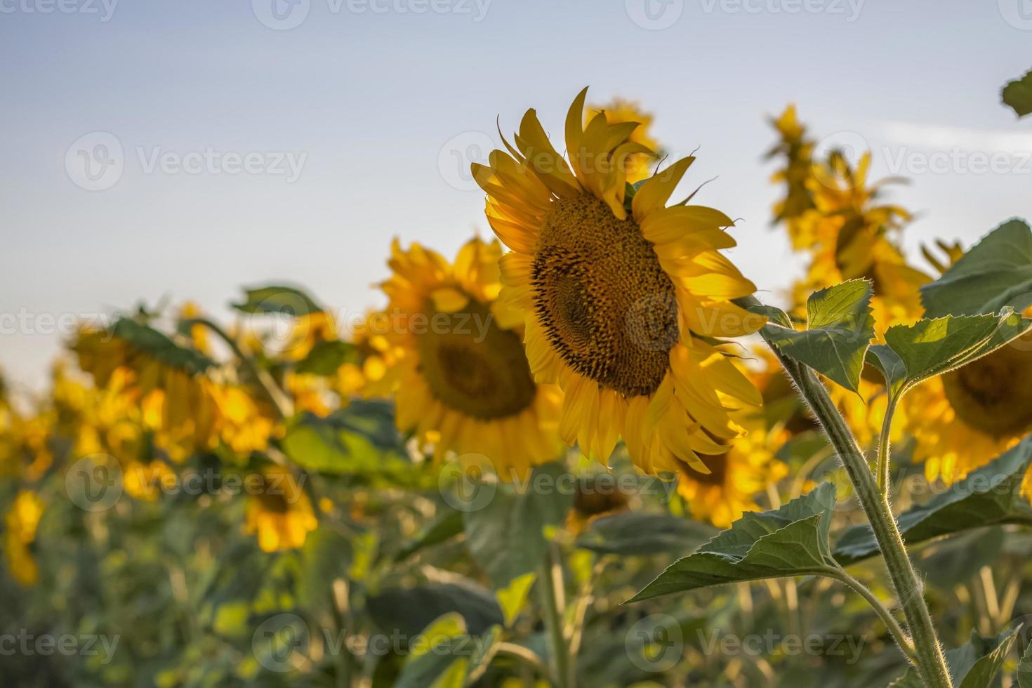 A beautiful sunflower on a natural background in the rays of the setting sun. Selective focus. photo