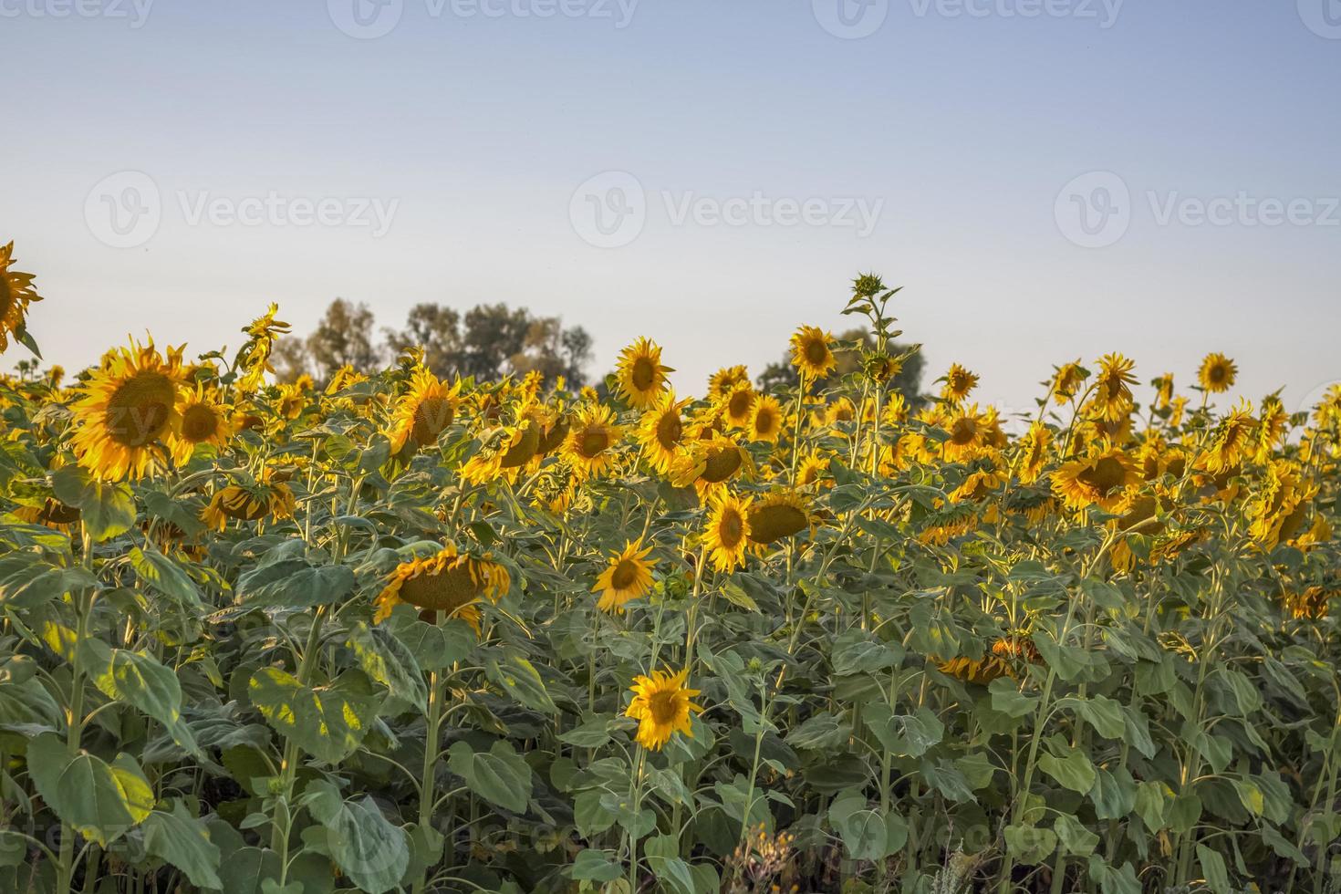 A beautiful sunflower on a natural background in the rays of the setting sun. Selective focus. photo