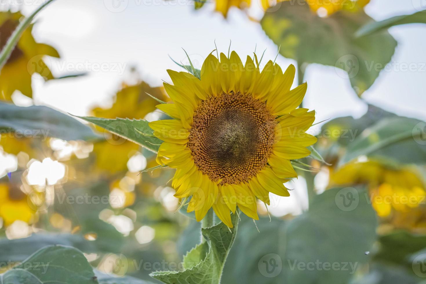 A beautiful sunflower on a natural background in the rays of the setting sun. Selective focus. photo