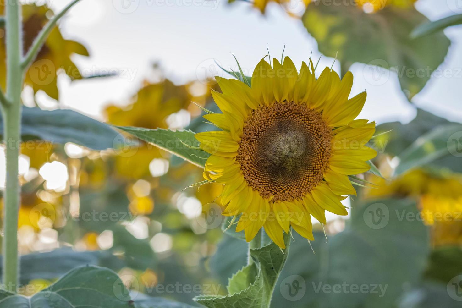 A beautiful sunflower on a natural background in the rays of the setting sun. Selective focus. photo