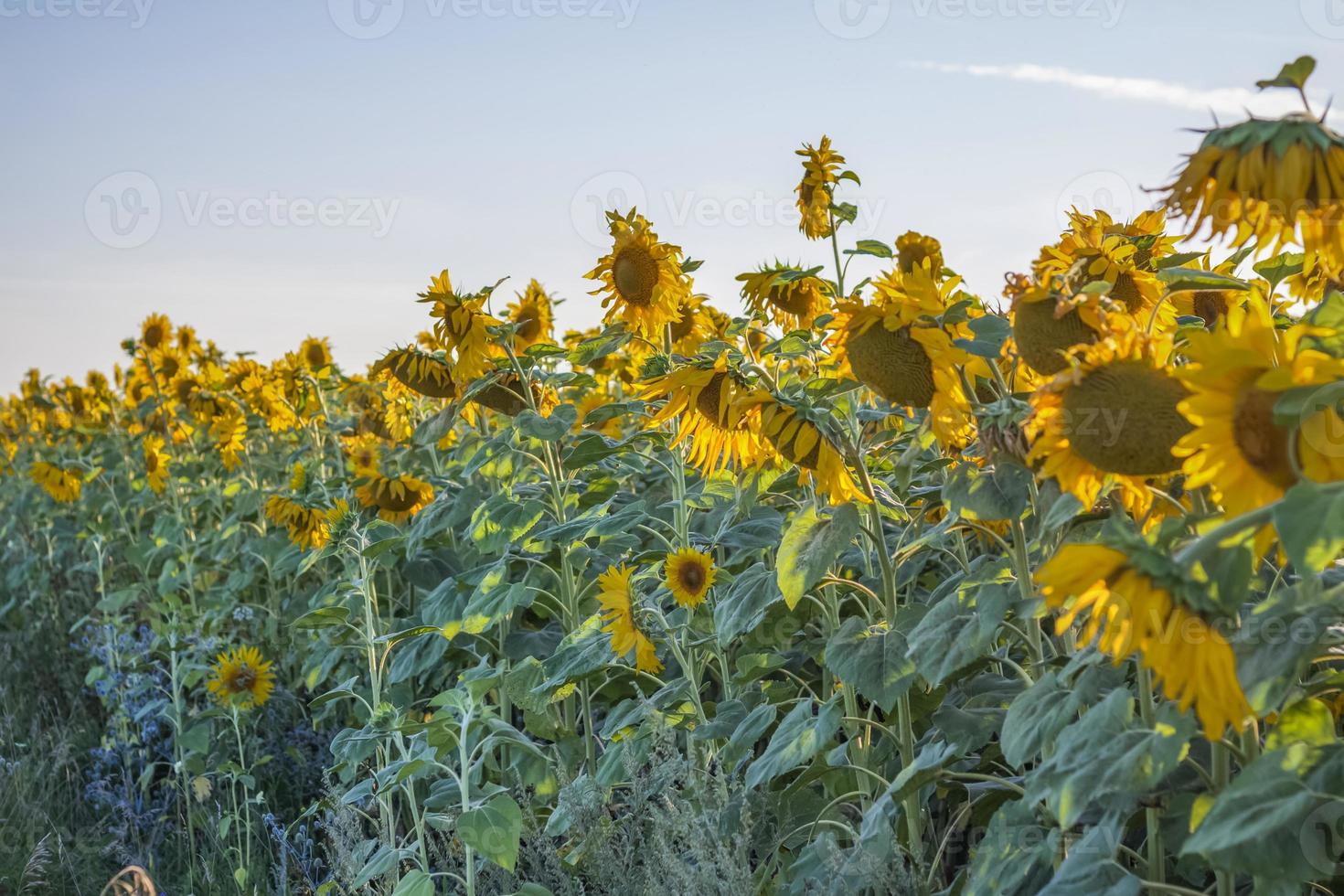 A beautiful sunflower on a natural background in the rays of the setting sun. Selective focus. photo