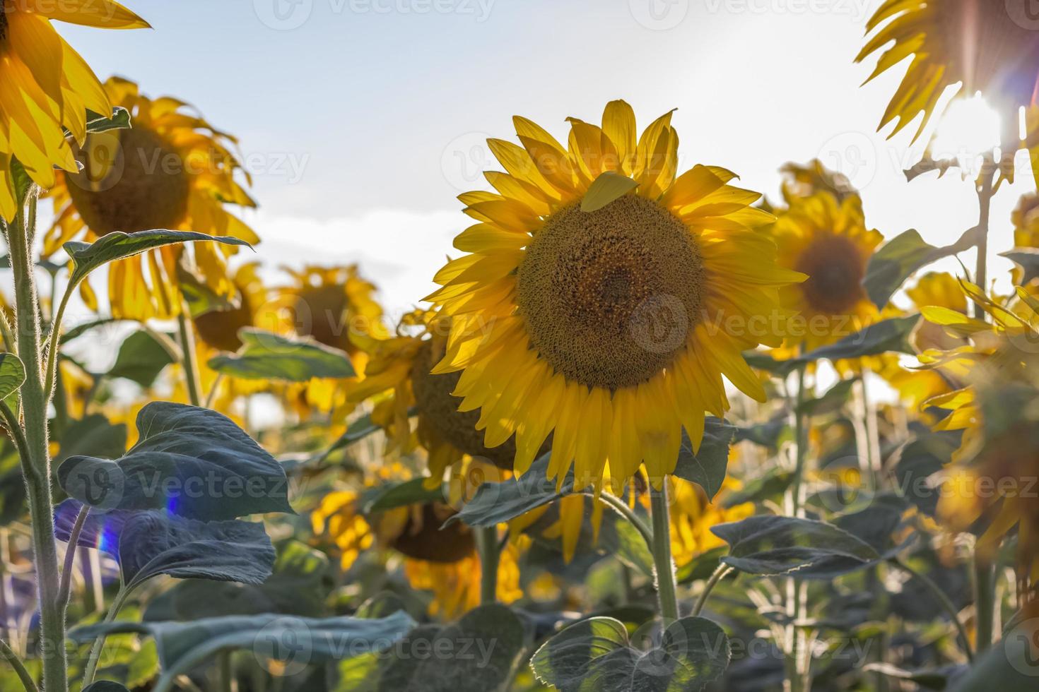 A beautiful sunflower on a natural background in the rays of the setting sun. Selective focus. photo