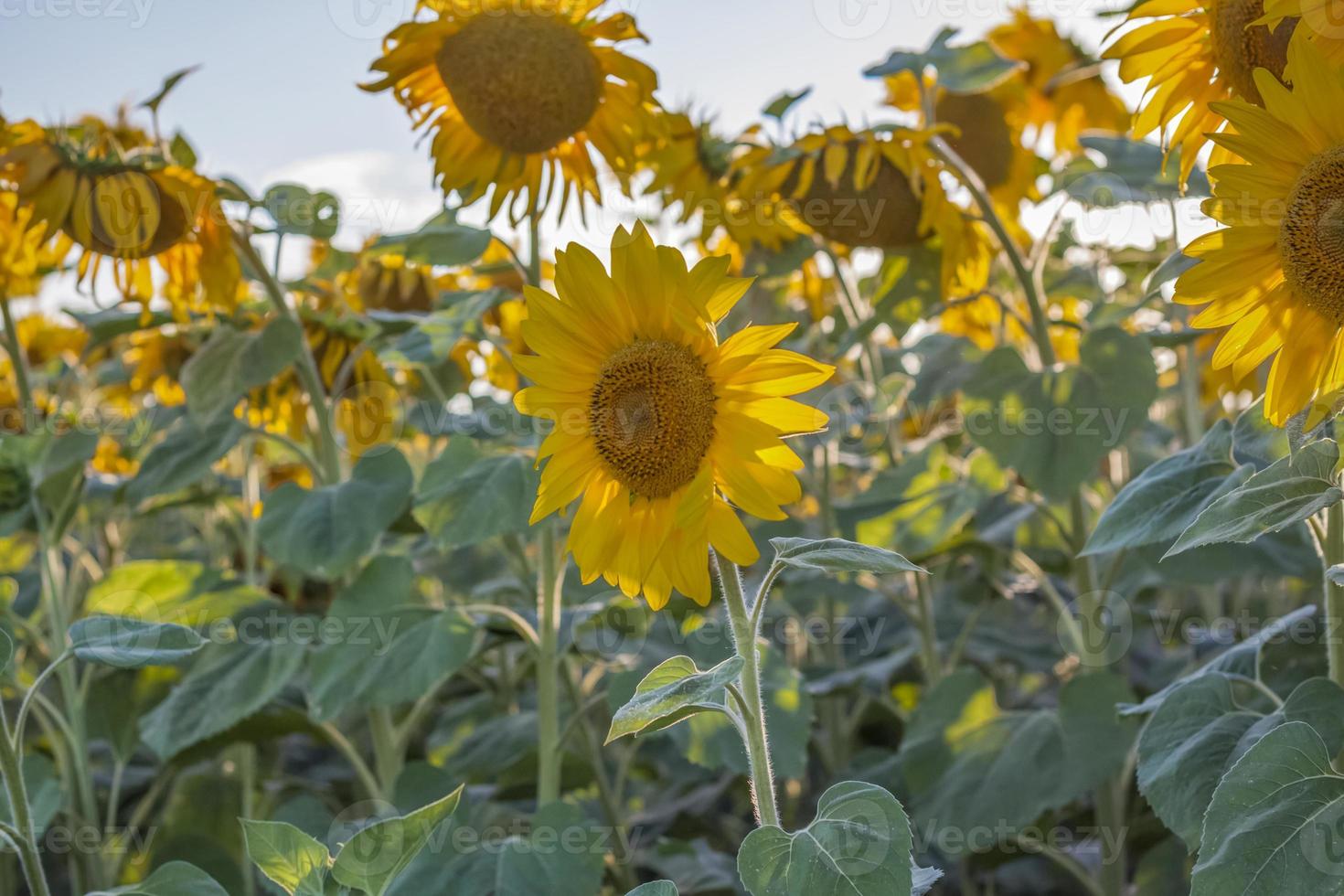 A beautiful sunflower on a natural background in the rays of the setting sun. Selective focus. photo