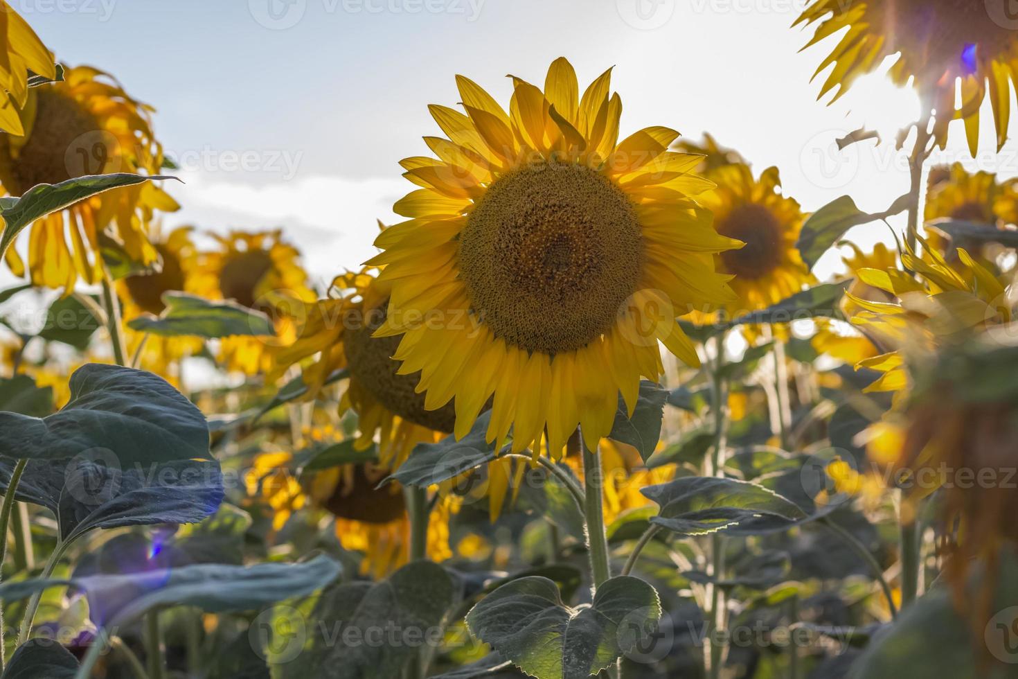 A beautiful sunflower on a natural background in the rays of the setting sun. Selective focus. photo